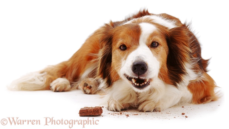 Sable Border Collie bitch Lark, eating a dog biscuit. 11 years old, white background