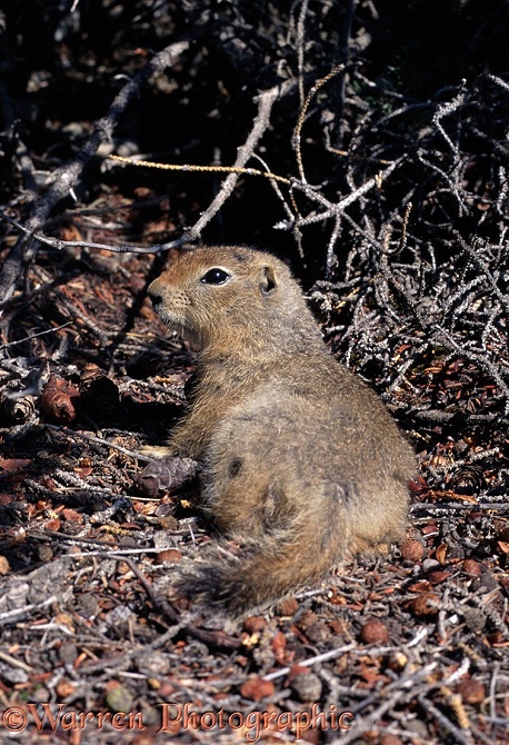 Arctic Ground Squirrel (Citellus parryi)