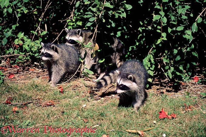 A family of Racoons (Procyn lotor).  North America