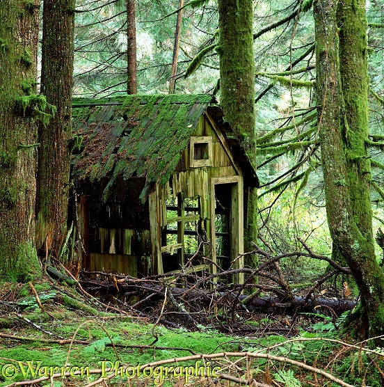 Rotting wooden shed (Nature reclaims it's own).  Washington State, USA