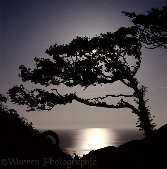 Moon shining through oak tree and reflecting off the sea.  Lundy Island, England