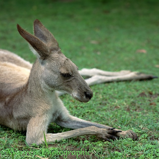 Eastern Grey Kangaroo (Macropus giganteus), relaxing.  Australia