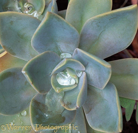 Ghost or Mother-of-Pearl Plant (Graptopetalum paraguayense) with raindrops.  Mexico