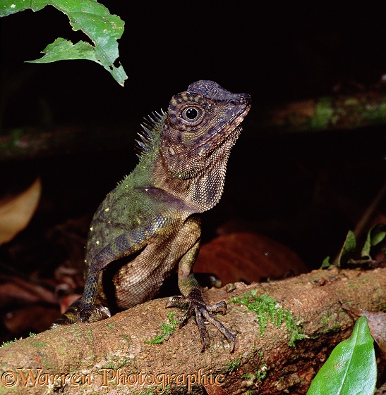 Rainforest lizard.  Borneo
