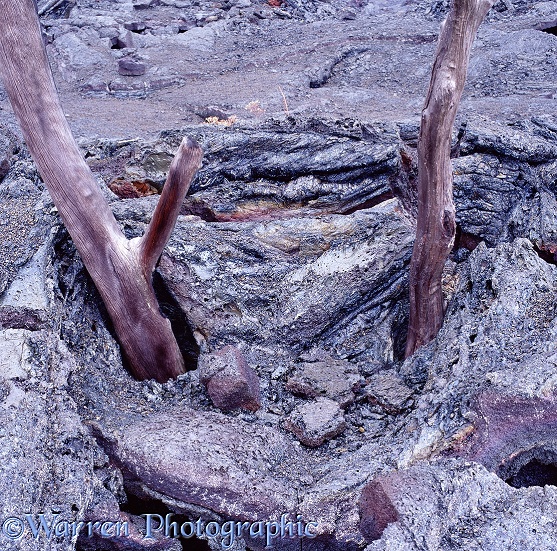Lava flow that has solidified around a tree, 30 years ago.  Hawaii