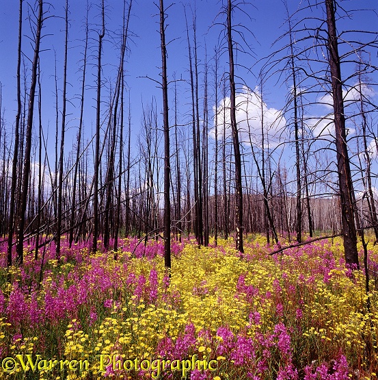 Fireweed (Epilobium angustifolium) and Hawksbeard (Crepis species) growing in profusion after a forest fire.  Yukon, Canada
