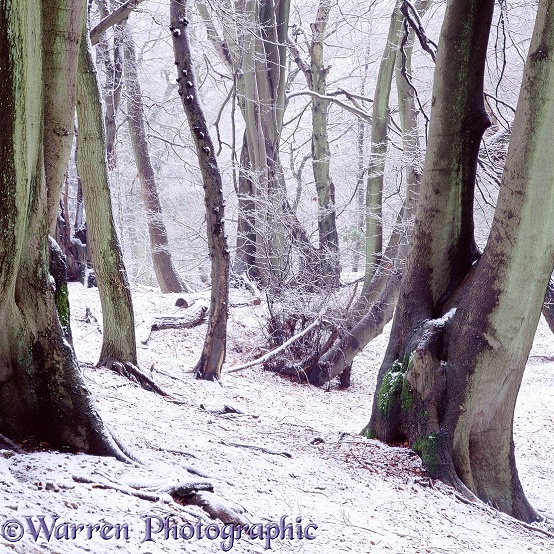Beech woodland - Winter.  Surrey, England