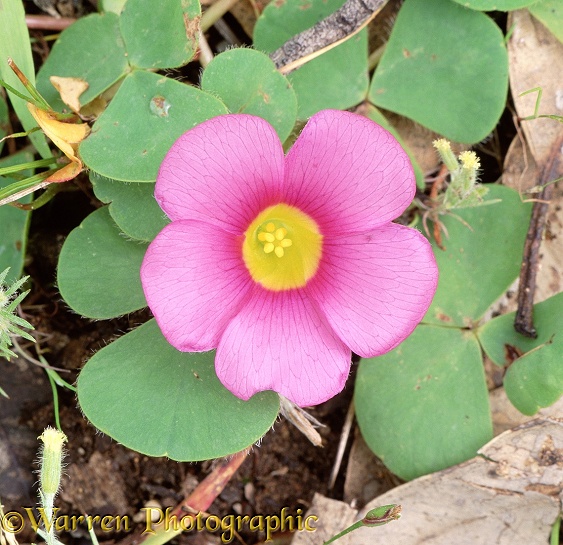 Largeflower Wood Sorrel (Oxalis purpurea).  South Africa