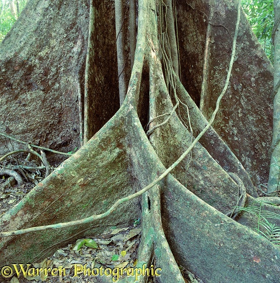 Buttress roots 3D 1 R.  Queensland, Australia