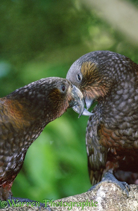 A pair of Kakas (Nestor meridionalis) nuzzling each other.  New Zealand