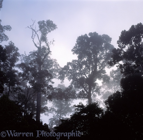 Misty tropical rainforest at dawn.  Danum Valley, Borneo