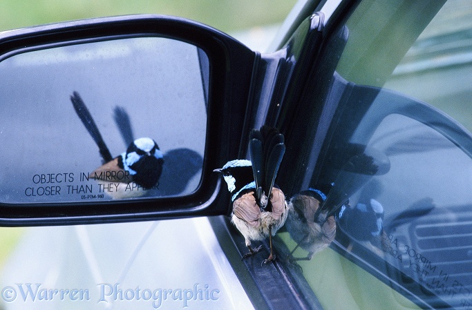 A Superb Fairy Wren (Malurus cyaneus) male attacks its own reflection in a car wing-mirror.  Australia