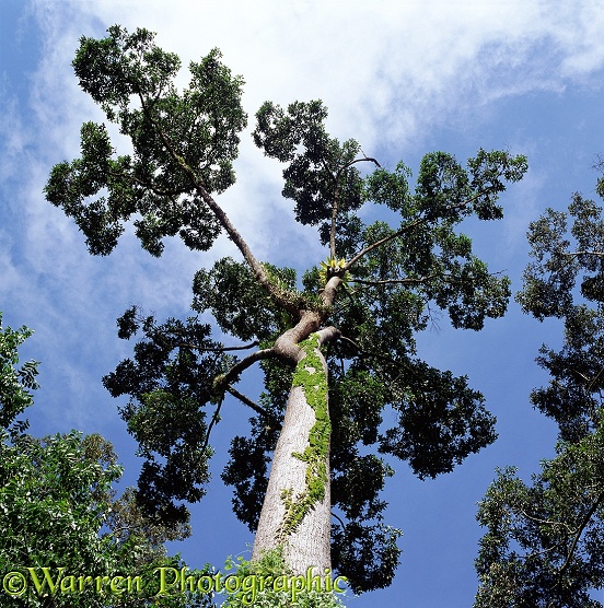 Tropical rainforest tree.  Borneo