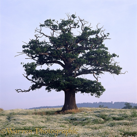 English Oak (Quercus robur) - Summer (08-07-1999).  Surrey, England