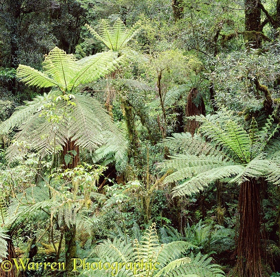 New Zealand Tree Ferns 3D R
