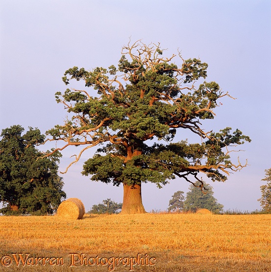 Oak (Quercus robur) tree and bales.  Surrey, England