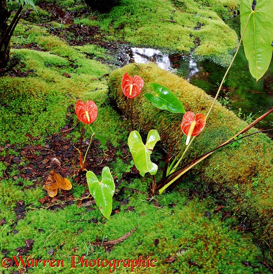 Tail Flowers (Anthurium andraeanum)