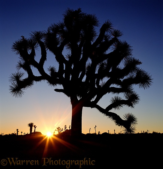 Joshua Tree (Yucca brevifolia).  California, USA
