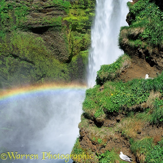 Fulmars (Fulmarus glacialis) nesting by a waterfall.  Iceland