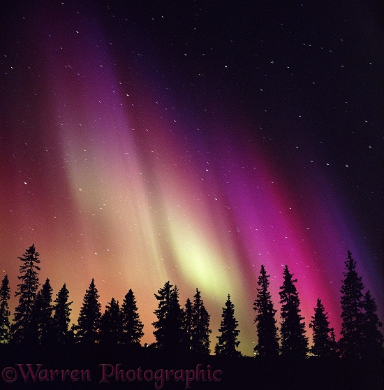 Aurora Borealis with silhouette conifer trees.  Finland