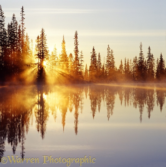Lake at sunrise with mist, sunbeams and reflected spruces.  Finland