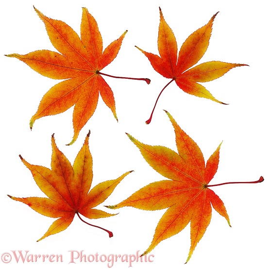 Japanese Maple (Acer palmatum) leaves, white background