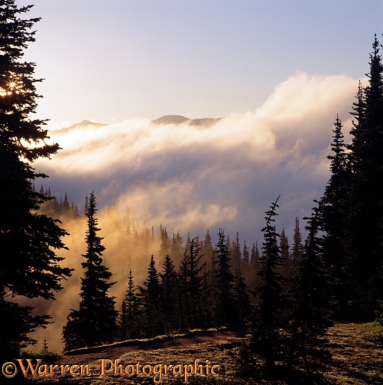 Sunrise on misty clouds, blowing through Subalpine Fir (Abies lasiocarpa).  Washington State, USA