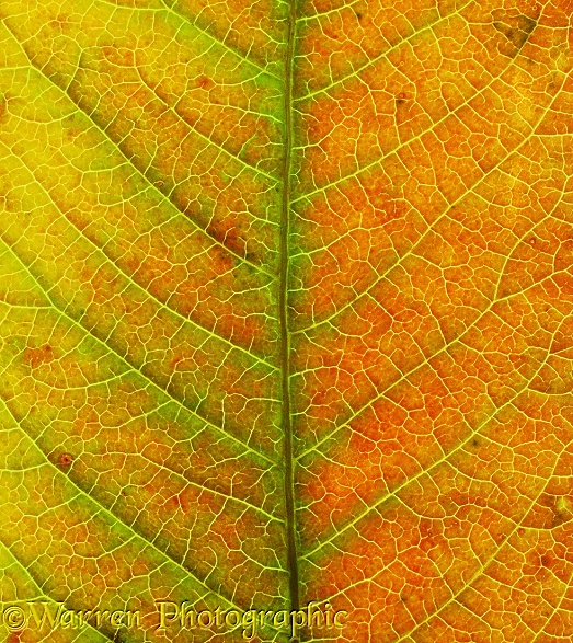 Detail of an autumnal Sumac (Rhus species) leaf