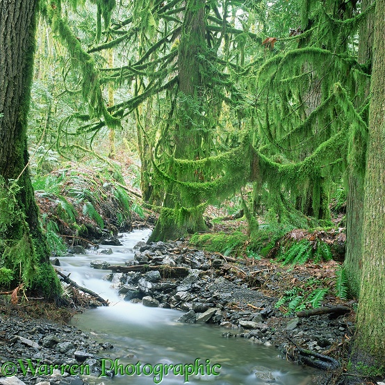 Moss-covered temperate rainforest.  British Columbia, Canada