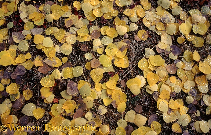 Fallen Aspen (Populus tremuloides) leaves.  Alberta, Canada