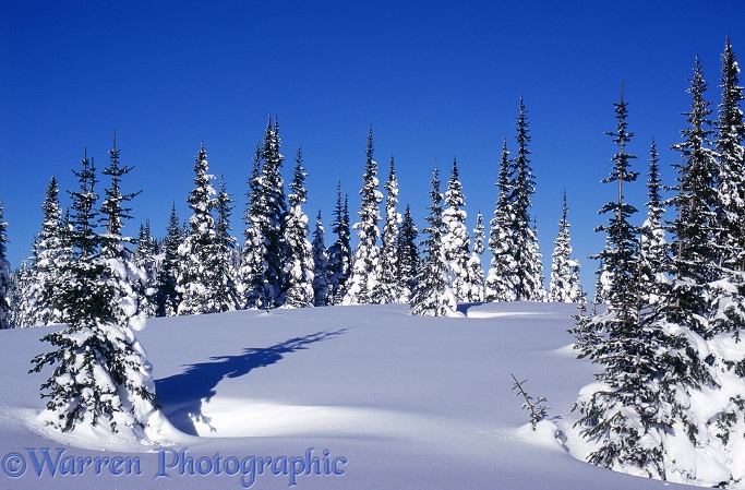 Fresh snow and Subalpine Firs (Abies lasiocarpa).  British Columbia, Canada