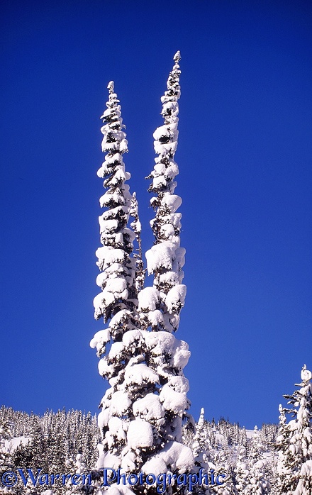 Snow on Subalpine Fir (Abies lasiocarpa).  British Columbia, Canada