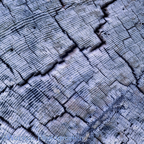Driftwood patterns.  Washington State, USA