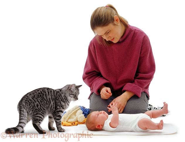 Silver tabby female cat Aster watches while Jane plays with her new baby, Siena, 2 weeks old, white background