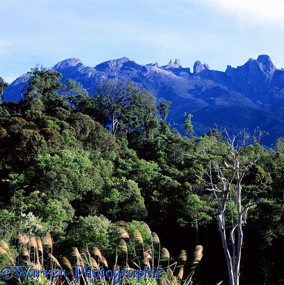 Mt. Kinabalu and forest.  Borneo