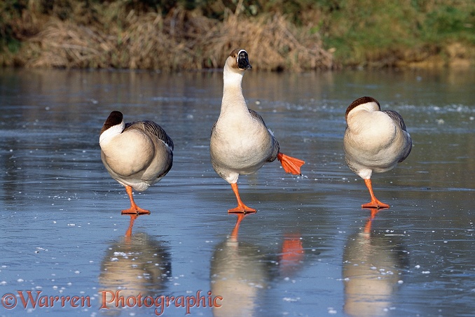 Chinese Geese (Anser cygnoides) on a frozen pond