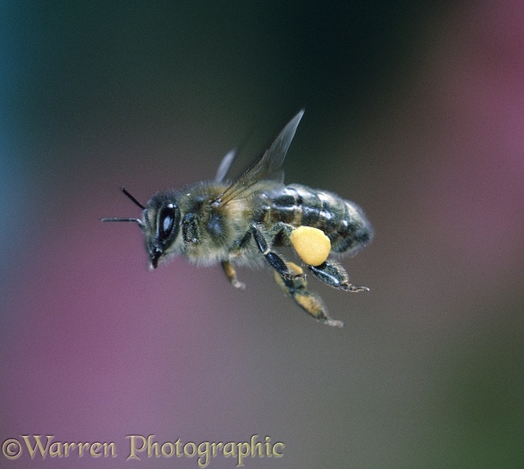 Honey Bee (Apis mellifera) worker in flight, with full pollen sacks