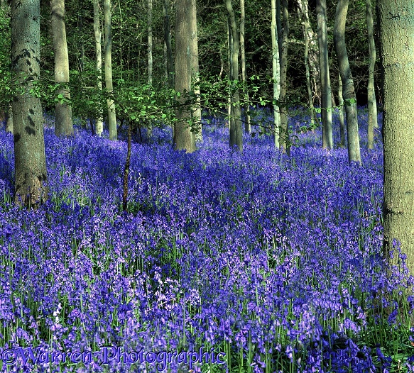 Bluebells (Hyacinthoides non-scripta).  Surrey, England
