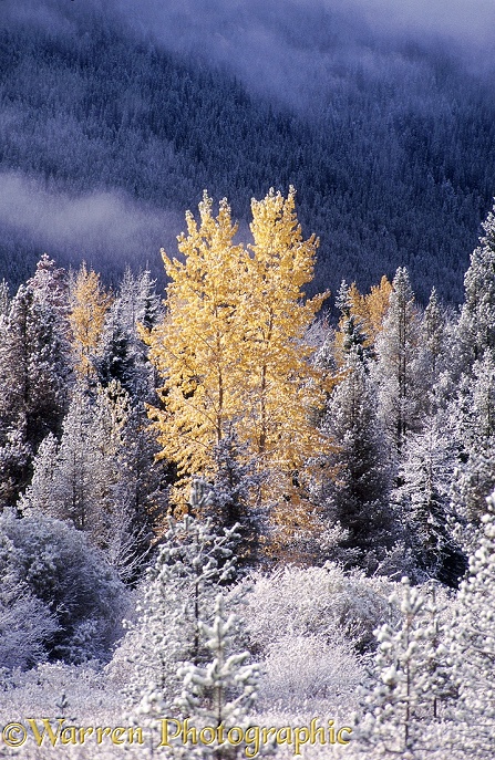 Early snow on autumnal Black Cottonwoods (Populus trichocarpa).  British Columbia, Canada