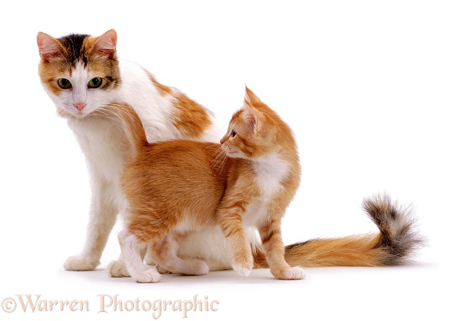 Mother cat & kitten, white background