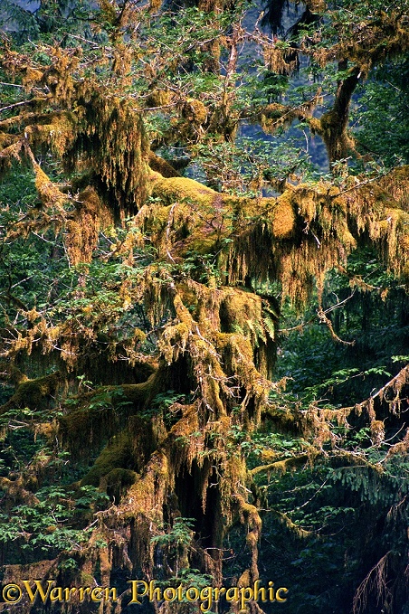 Big Leaf Maple (Acer macrophyllum) with hanging mosses.  Washington State, USA
