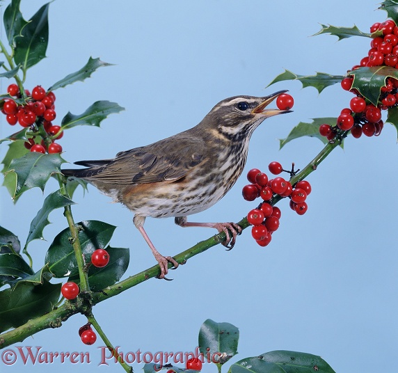 Redwing (Turdus iliacus) with holly berries