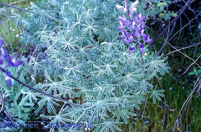 Lupine leaves