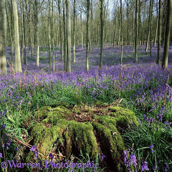 Bluebell woods.  Surrey, England