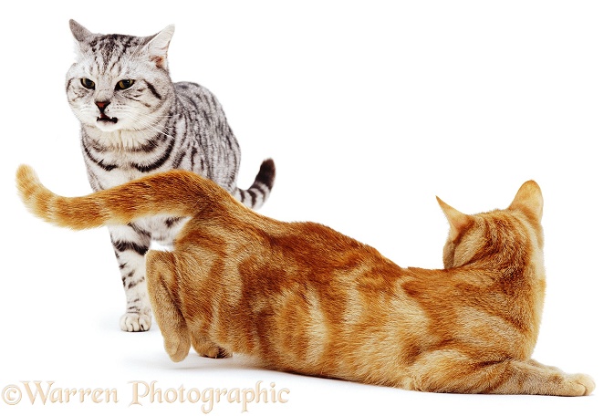 Silver Tabby Cat, flehming. Ginger female in lordosis (mating posture), white background