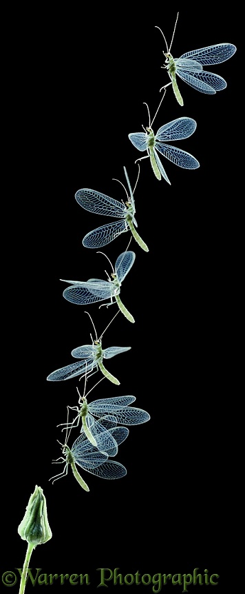 Green Lacewing (Chrysoperla carnea) taking off from a hawkweed bud. Seven images at 20 millisecond intervals
