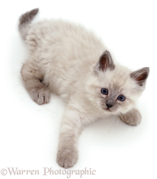 Colourpoint kitten looking up, white background