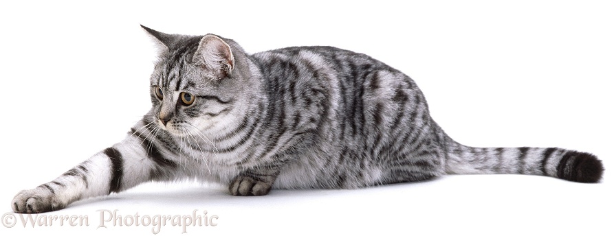 Silver spotted tabby female cat, Aster, white background