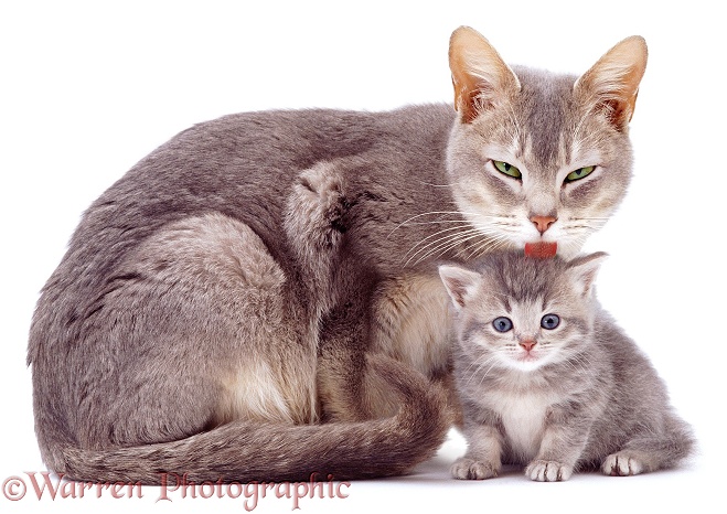 Blue-agouti Burmese mother cat, Bella, licking an agouti kitten, white background