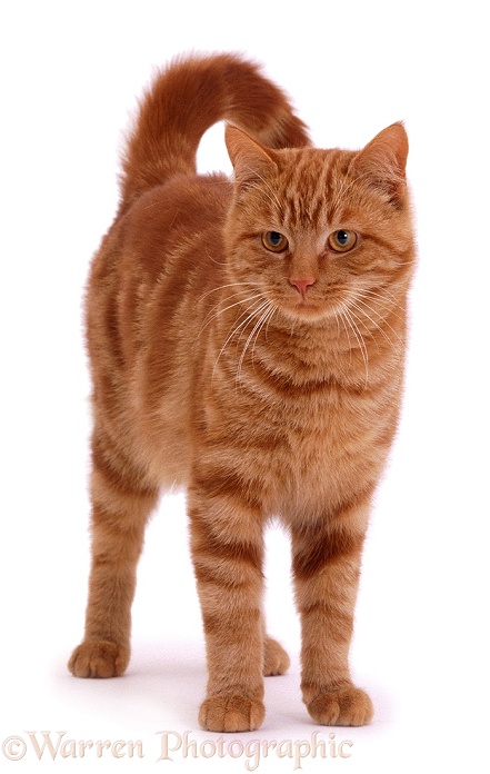 Ginger tom cat, white background